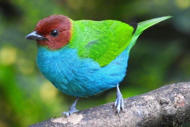 Jungle Tour Bird Watching and Local Fauna from Guatapé - Key Points