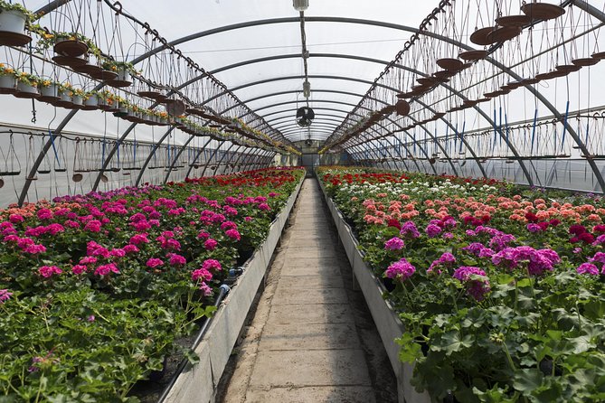 Santa Elena trip: Silleteros and Flower Farm Cultural Tour - What You Can Expect on the Day