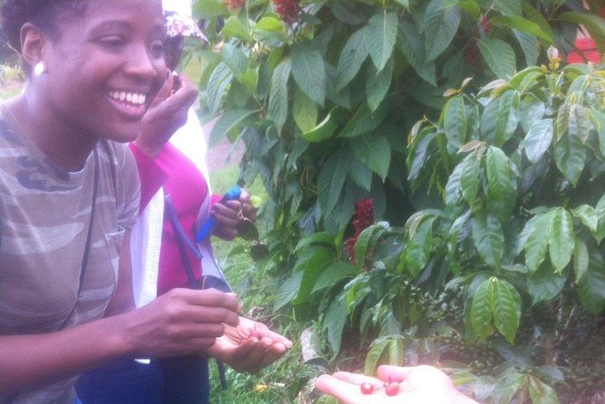 Express half day Coffee Tour - A Coffee Journey Near Medellín: What You Need to Know