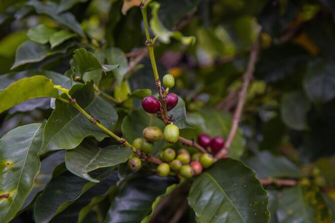 Private tour: The Urban Coffee Culture in Medellin - Coffee farm & Workshop - Key Points