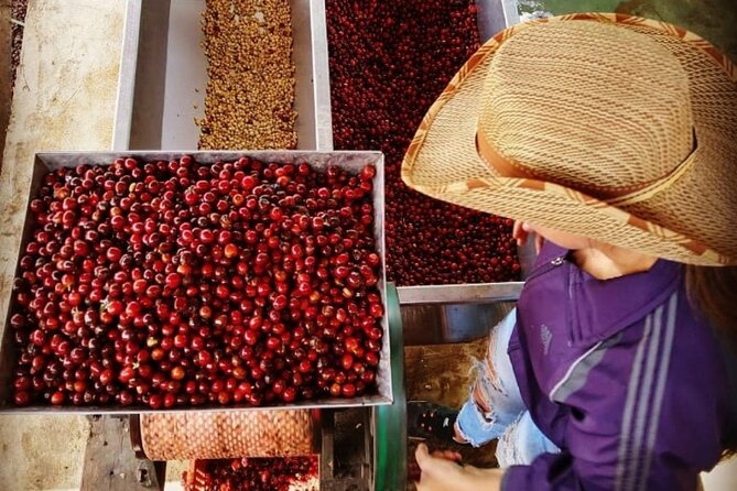 Private tour: The Urban Coffee Culture in Medellin - Coffee farm & Workshop - Who Will Love This Tour?