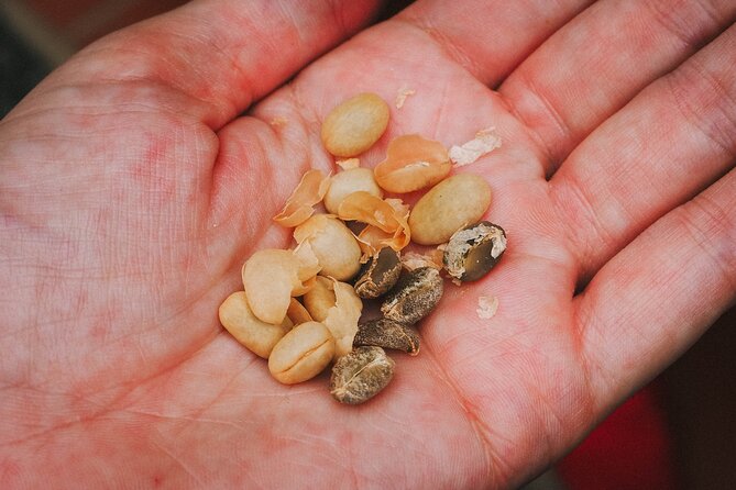 Private tour: The Urban Coffee Culture in Medellin - Coffee farm & Workshop - A Deep Dive into Medellín’s Coffee Scene: Private Tour of Coffee Farm & Workshop