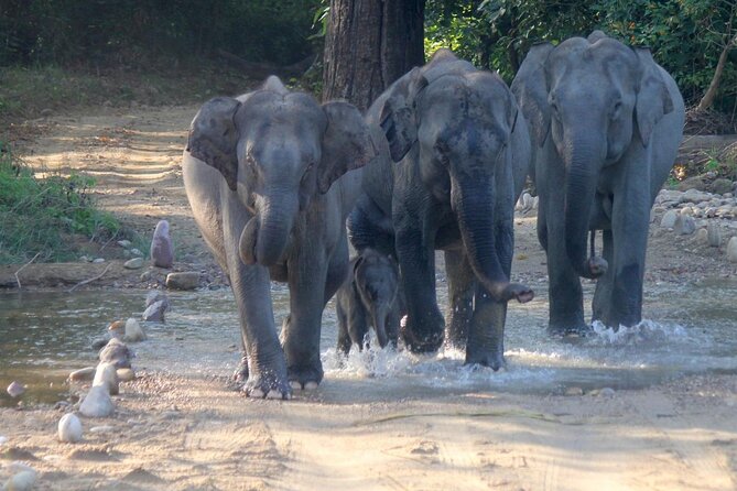 Day Trip from Goa to Anshi National Park (Kali Tiger Reserve) - Who Is This Tour Best For?