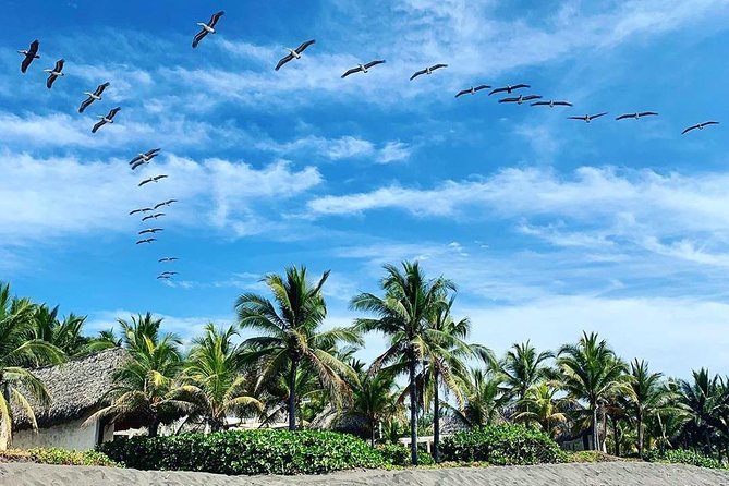 Day Tour Between Mangroves, Fishing & Black Sand Beach Activities + Lunch - Key Points