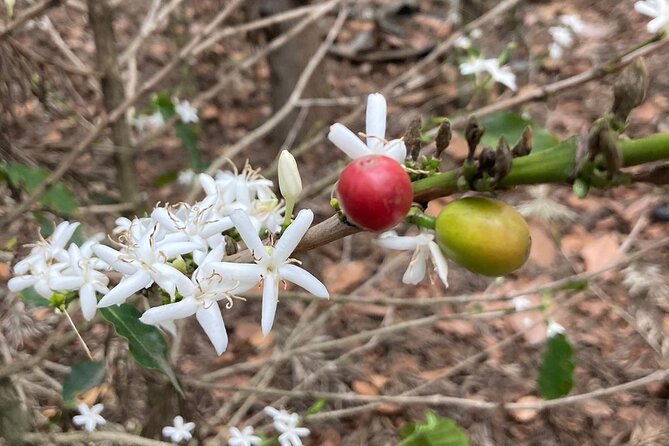 Coffee and Gastronomic Bike Tour in Antigua - An in-depth look at the Coffee and Gastronomic Bike Tour in Antigua
