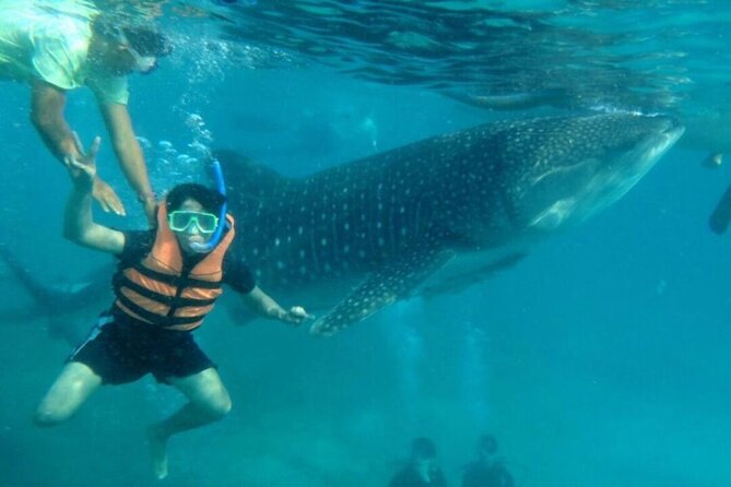 Cebu: Oslob Whale Sharks, Tumalog Falls and Sardines Snorkeling - The Itinerary Breakdown