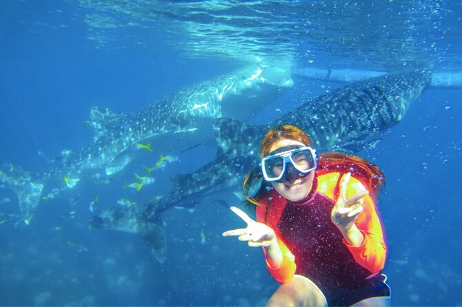 Cebu: Oslob Whale Sharks, Tumalog Falls and Sardines Snorkeling - What Could Be Improved?  