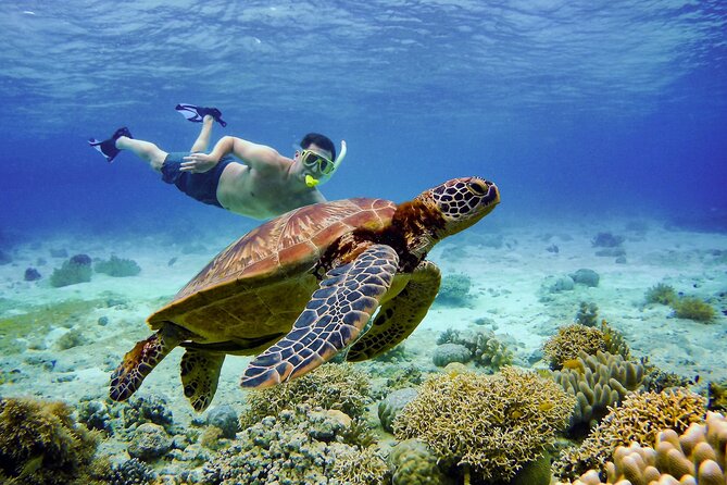 Cebu: Oslob Whale Sharks, Tumalog Falls and Sardines Snorkeling - Practical Tips for the Tour