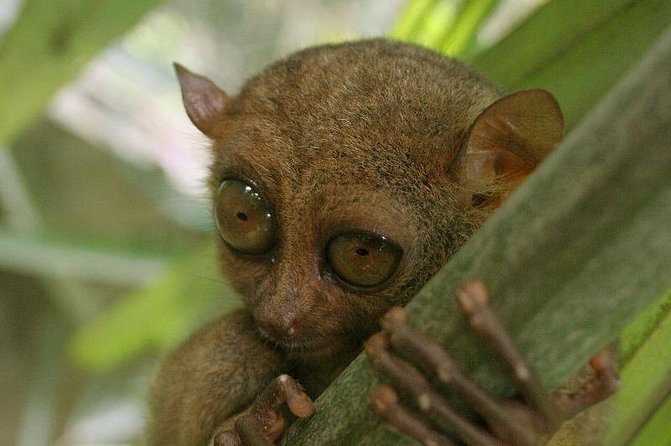 Exclusive Bohol,Philippines Chocolate Hills-Tarsier Tour - Key Points