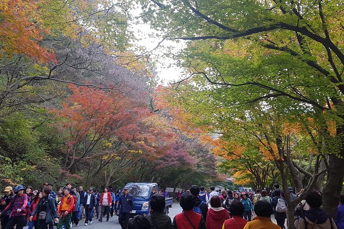 Naejangsan National Park Autumn Foliage One Day Tour from Busan - Who Should Consider This Tour