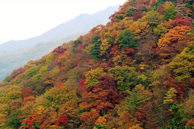 Scenic Jiri Mountain Autumn Foliage One Day Tour from Busan - Final Thoughts