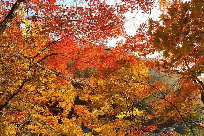 Scenic Jiri Mountain Autumn Foliage One Day Tour from Busan - Who Is This Tour Best For?