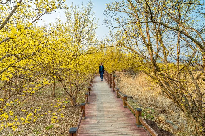 Gwangyang Plum Blossom & Gurye Sansuyu Festival Tour from Busan - Who Is This Tour Best For?