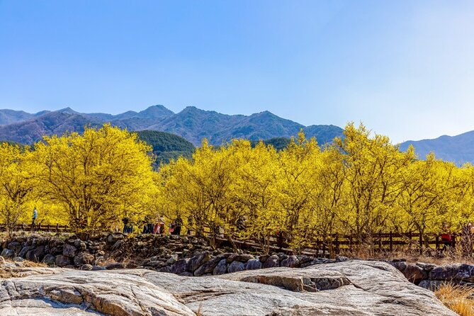 Gwangyang Plum Blossom & Gurye Sansuyu Festival Tour from Busan - Good To Know