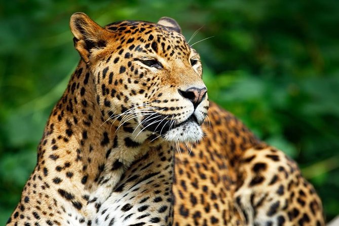 Private Safari at Yala National Park - An In-Depth Look at the Yala Safari Experience