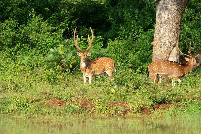 Private Safari at Yala National Park - FAQs