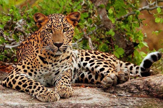 Private Safari at Yala National Park - FAQ