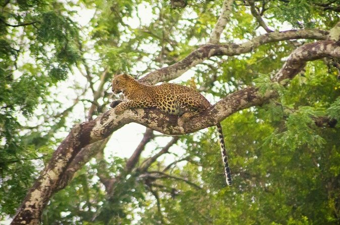 Private Safari at Yala National Park - Practical Tips for Your Safari