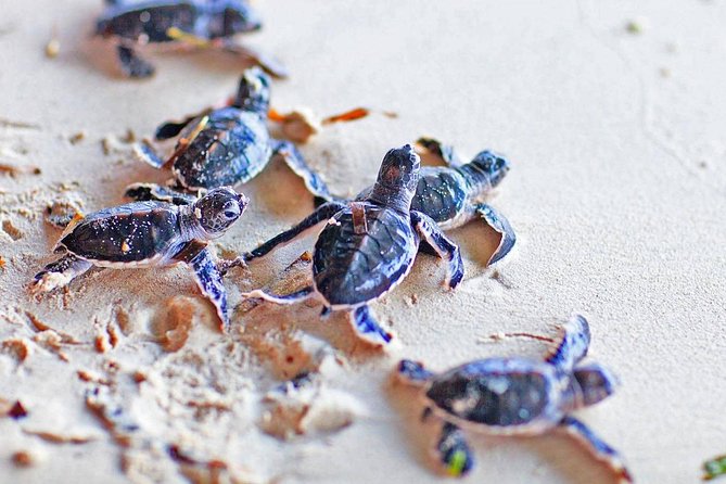 Galle Day Tour From Colombo (All Inclusive) - Final Thoughts