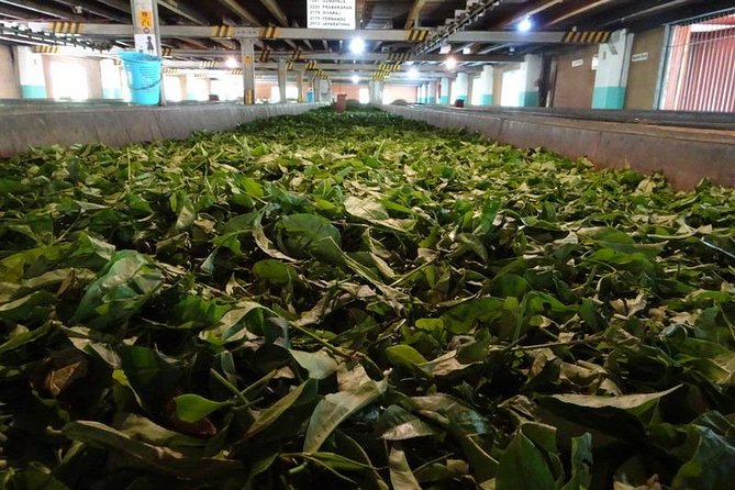 Galle and Bentota Day Excursion From Colombo - Exploring the Itinerary in Detail