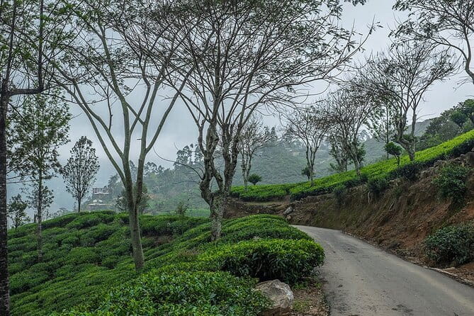 Airport Taxi Transfers from Colombo Airport to Sigiriya - The Sum Up: Why Choose This Service?