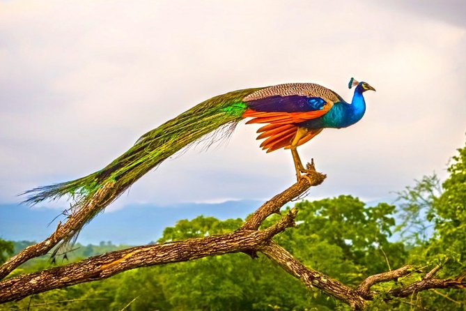 Birdwatching Walk in Thalangama Wetland from Colombo - Valuing Your Experience