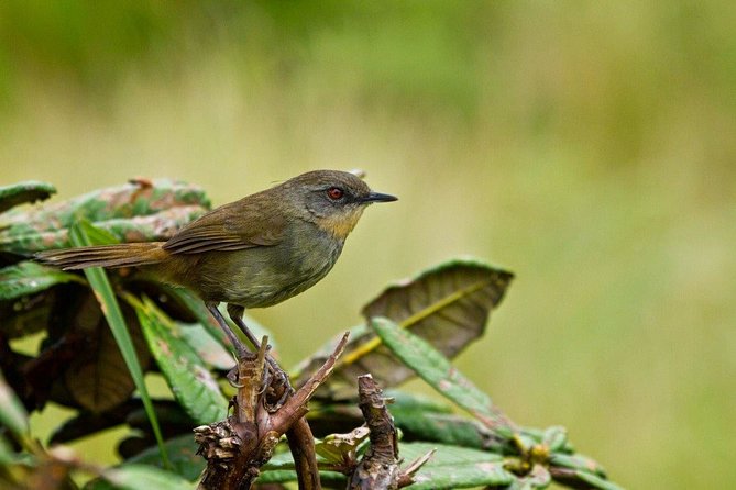 Birdwatching Walk in Thalangama Wetland from Colombo - FAQ Section