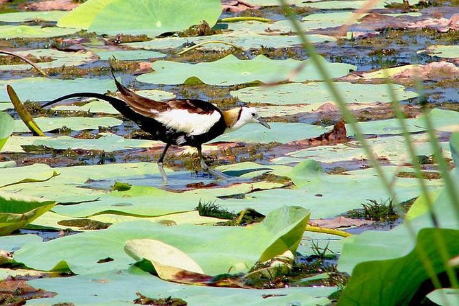 Bird watching in Colombo Wetlands- Guided Bird Walks - An In-Depth Look at the Colombo Wetlands Bird Walk