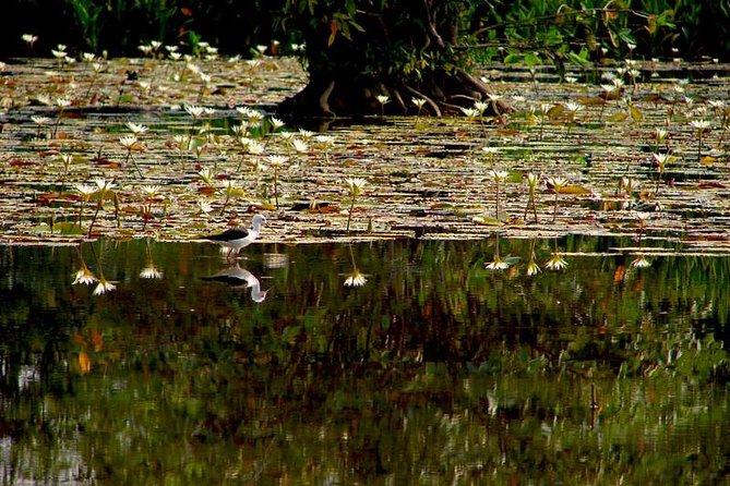Bird watching in Colombo Wetlands- Guided Bird Walks - Key Points