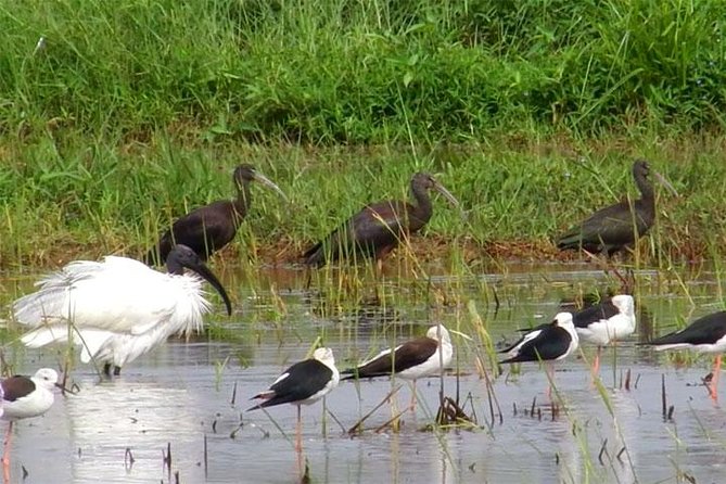 Bird watching in Colombo Wetlands- Guided Bird Walks - Final Thoughts