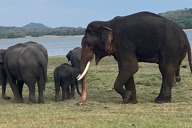 02 Days Fascinating Tour Colombo,Sigiriya,Safari,Dambulla,Kandy - FAQ