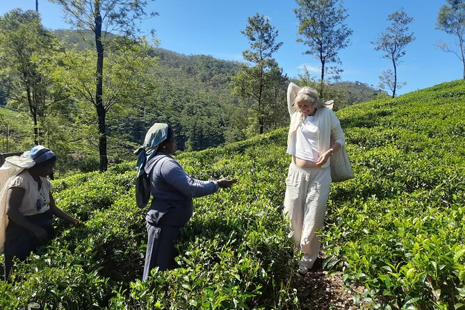 Sri Lanka Car and Driver Hire - Is This Tour Right for You?