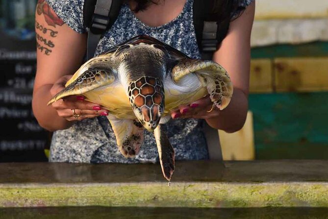 Colombo Day Trip: Galle Fort, Madu River Safari & Turtle Hatchery - Practicalities and Value