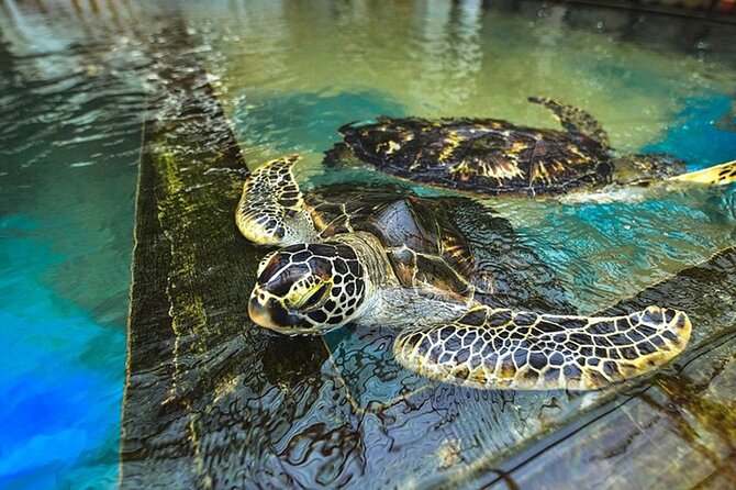 Colombo Day Trip: Galle Fort, Madu River Safari & Turtle Hatchery - Good To Know