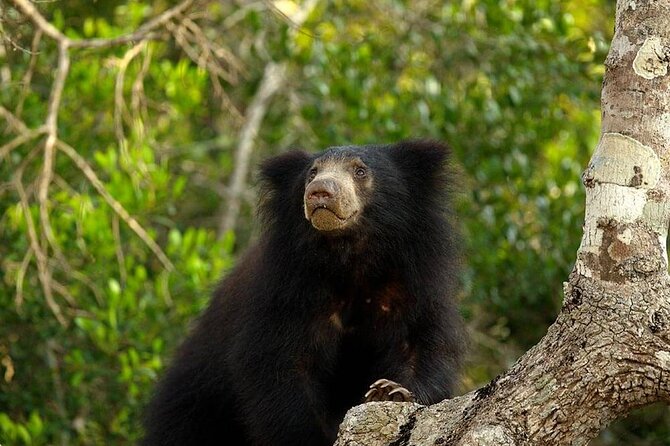 Day Excursion to Yala National Park From Colombo - What We Love About This Tour