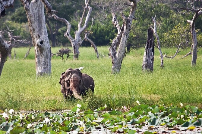 Day Excursion to Yala National Park From Colombo - Who Will Love This Tour?