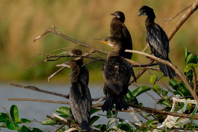 Muthurajawela Bird Watching Tour From Colombo & Negombo - Who Should Consider This Tour?