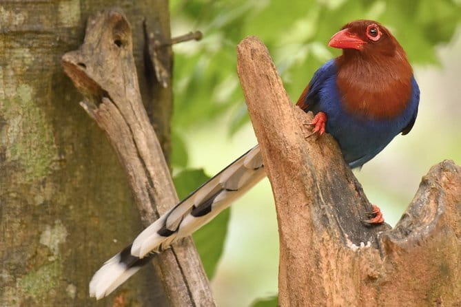 Muthurajawela Bird Watching Tour From Colombo & Negombo - FAQ