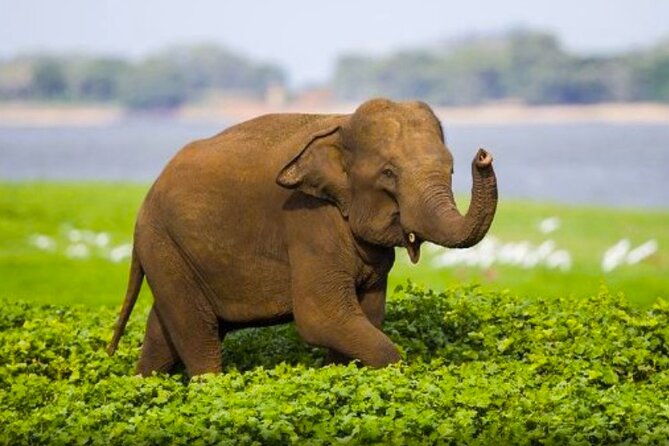 Sigiriya Rock & Cave Temple with Jeep Safari Private Day Trip - A Complete Look at the Sigiriya Rock & Cave Temple with Safari Tour