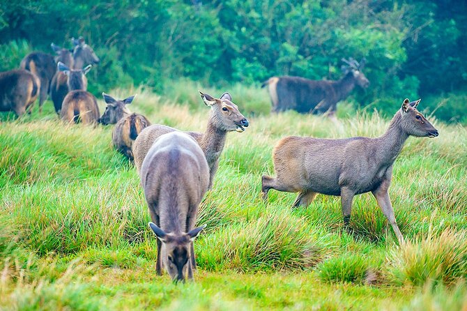 Tailor Made Two Weeks Sri Lanka Holiday with History and Culture - FAQ
