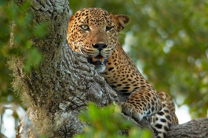 2 Nights All Inclusive Luxury Camping in Yala with Return transfers - The Ultimate Yala Wildlife Escape: Luxury Camping with All-Inclusive Comfort