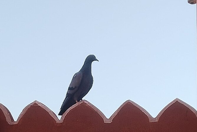 Jaipur City Full Day Luxury Private Tour - Final Thoughts  