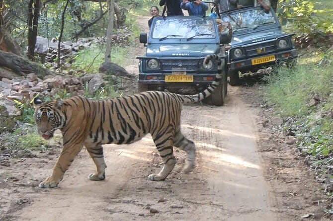 Ranthambore Tiger Safari Private Same Day Trip from Jaipur - The Experience in Detail