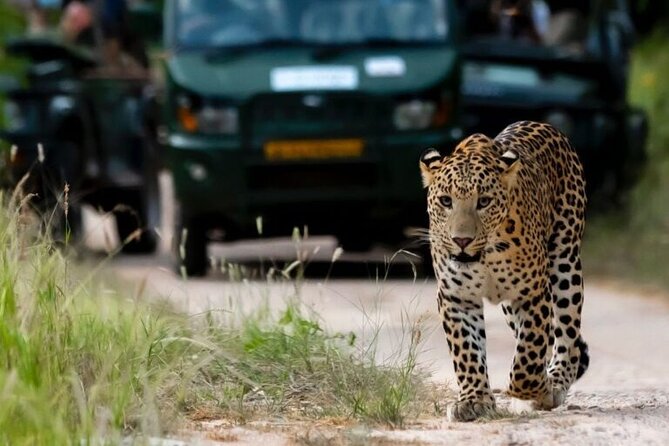 Private Full Day Jaipur Tour with Jhalana Safari - A Closer Look: What to Expect from the Tour