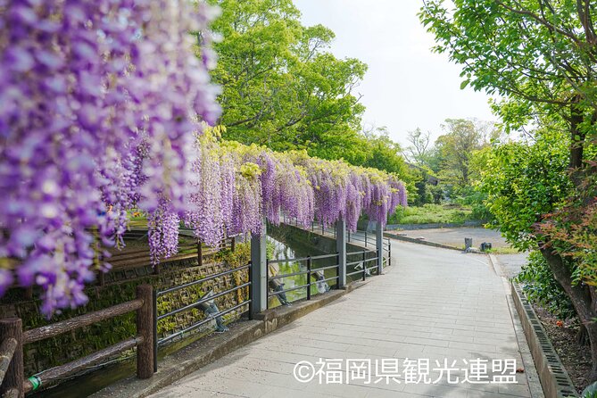 Yanagawa Great Wisteria and Traditional Canal Boat Experience - A Deep Dive into the Yanagawa Experience