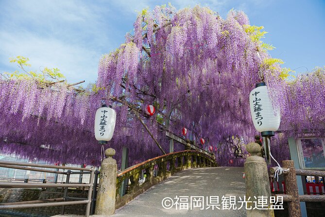 Yanagawa Great Wisteria and Traditional Canal Boat Experience - Who Should Consider This Tour?