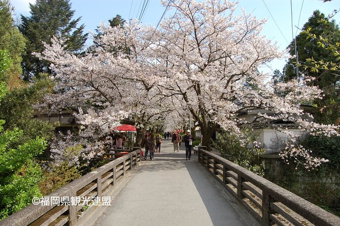 YokaBus Fukuoka Cherry Blossom Famous Spots and Night Sakura Tour - What’s Included and What You Should Consider
