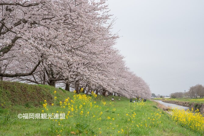 YokaBus Fukuoka Cherry Blossom Famous Spots and Night Sakura Tour - The Transportation and Group Size