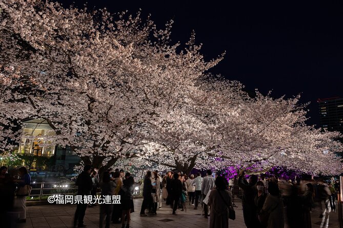 YokaBus Fukuoka Cherry Blossom Famous Spots and Night Sakura Tour - Fukuoka Cherry Blossom Tour: A Detailed Look at the YokaBus Experience