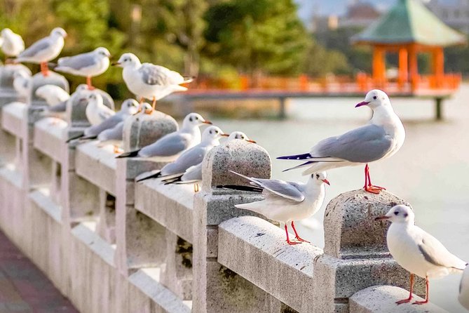 Certified by Fukuoka: A Photogenic Tour to Visit Beautiful Spots with Kimono on! - Practical Details and Tips